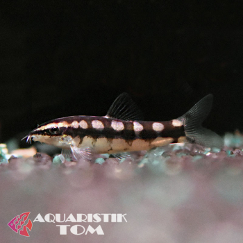 Schachbrettschmerle, Botia sidthimunki